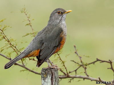 ZORZAL COMÚN (Turdus rufiventris) - Rincón de Melilla - MONTEVIDEO (Julio 2013)